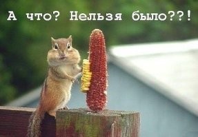 Смешные кадры с животными с конкурса Comedy Wildlife