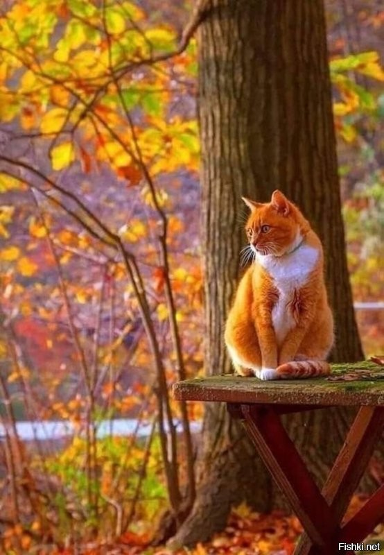 Осенний кот...