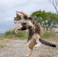 Без кота и жизнь не та