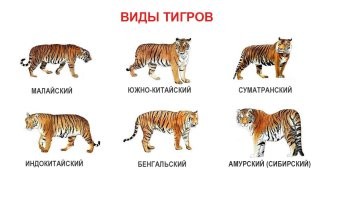 Второй слева - обычный...