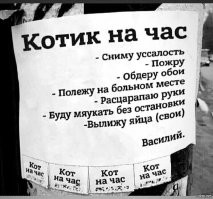 Коты минской художницы Ирины Зенюк. 2022 г
