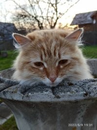 Без кота и жизнь не та