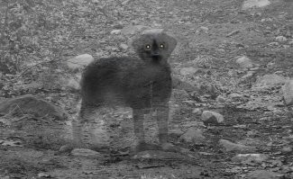 Ну вот этой фотке я поверил больше всего