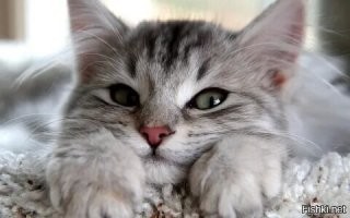 Какие симпатишные