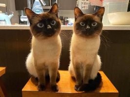 Сбой в матрице: 20+ забавных совпадений в мире животных