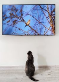 У нас одна из кошек любит внимательно смотреть с нами некоторые фильмы и мульты - японский Чебурашка нашей Варе тоже зашёл, от начала и до конца отсмотрела :)