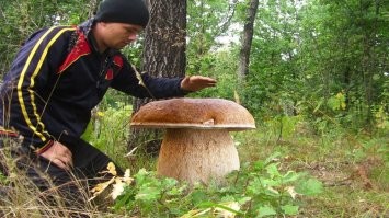 Самые удивительные находки грибников