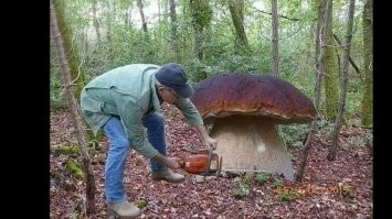 Самые удивительные находки грибников