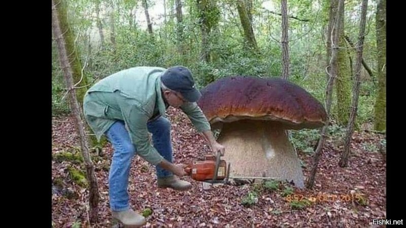 Самые удивительные находки грибников