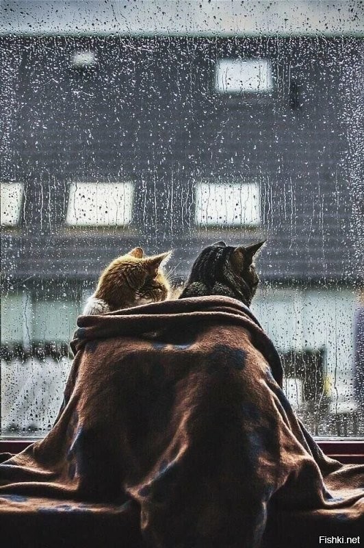 Вот смешные! Куда-то идут, зачем-то спешат...