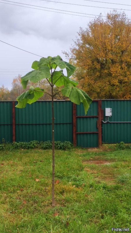 Осень и солнце