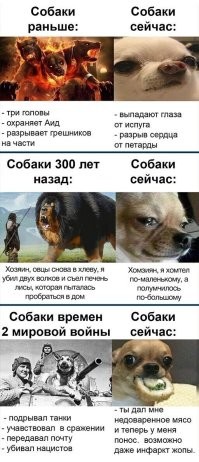 То, что справа, это не собака, а просто крыса-мутант