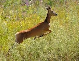 «Беги, Форрест, беги!»: школьник попал под машину в Омске