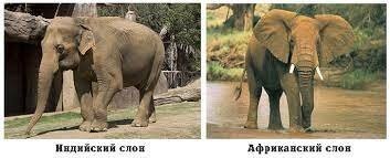 44 слона пришли мстить людям за убийство слоненка