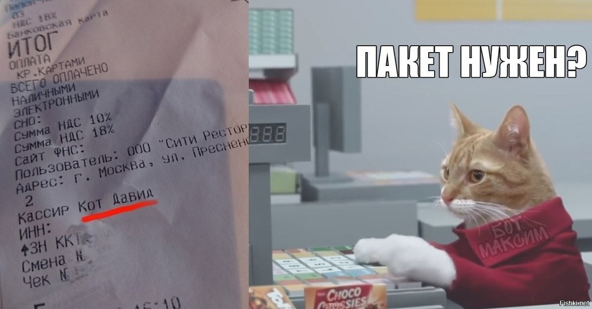 Кот в магазине картинки