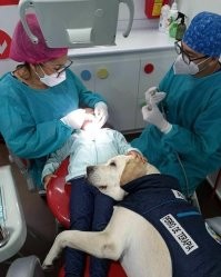 >>> 45 восхитительно абсурдных фото с животными, о контексте которых остается лишь догадываться 

Не вижу здесь ничего абсурдного и уж совершенно неясно, о чем тут нужно догадываться. На попоне собаки написано "Perro de Terapia". Даже не зная на каком языке это написано, слово "терапия" в переводе не нуждается. А уж если знать испанский или засунуть это словосочетание в переводчик, на выходе получим "Терапевтическая собака". 
Терапевтическая собака это собака, обученная проявлять привязанность, утешать и поддерживать людей, часто в таких условиях, как больницы, дома престарелых, школы, библиотеки, хосписы или районы стихийных бедствий. 
В данном случае - успокоить малыша при медицинской процедуре, да и вообще в больнице (многие боятся). 
Опять же, малыш может быть не вполне благополучным, тогда ему вообще канистерапия (лечение общением с собаками) показана.