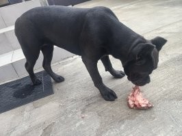 Надеюсь что мой собакен не станет как Пушок из поста. Луна,  пятимесячный корсиканец