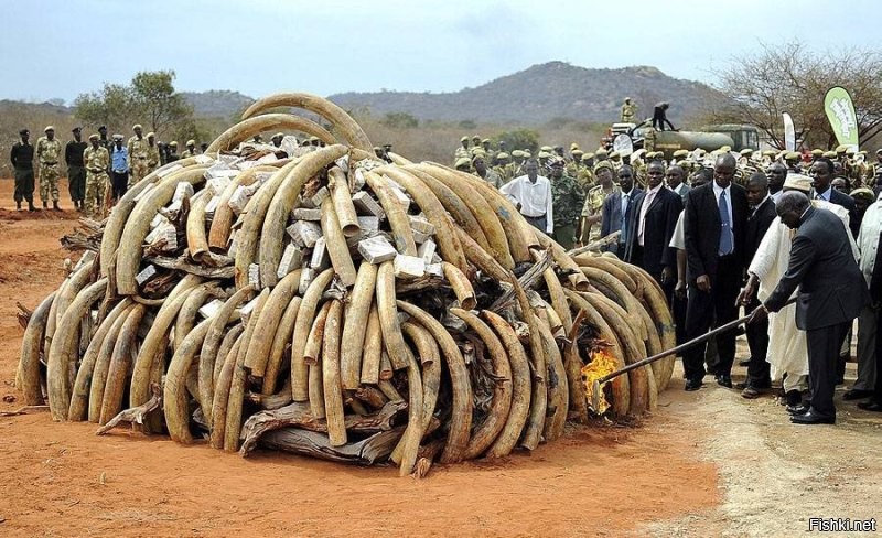 44 слона пришли мстить людям за убийство слоненка