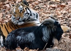 По мне так здесь большая часть фото - принюхивания. Настоящая, редкая и я бы даже сказал феноменальная дружба была у Амура и Тимура. Почему этих главных героев здесь нет? Вот как,  хоть и невольный тигр, но с инстинктами хищника в голове, не сожрал козла?))))))