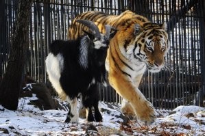 По мне так здесь большая часть фото - принюхивания. Настоящая, редкая и я бы даже сказал феноменальная дружба была у Амура и Тимура. Почему этих главных героев здесь нет? Вот как,  хоть и невольный тигр, но с инстинктами хищника в голове, не сожрал козла?))))))