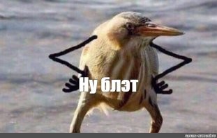 Птички-алкоголички: почему осенью птицы уходят в запой