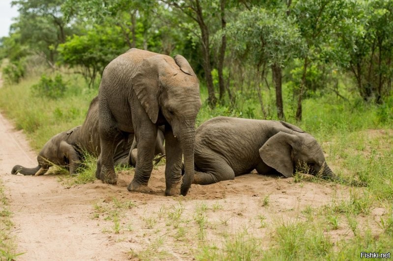 И слоники тоже...
В национальном парке Крюгера в Южной Африке, была найдена небольшая группа слонов, которые в буквальном смысле не могли стоять на ногах и были неадекватны. Причина выяснилась позже. Слоны нашли большое количество забродивших плодов марулы и с удовольствием их съели.