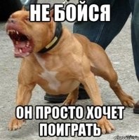 Любительница подводного плавания чуть не стала добычей акулы