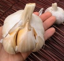 У нас вот такой чесночёк растет, называется Elephant Garlic.