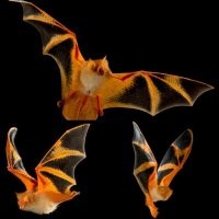 Крыланы прикольные, но и мыши бывают ничего так