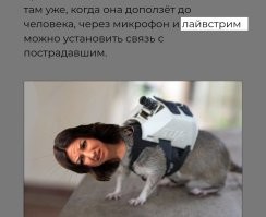 Крыс-спасателей тренируют в США искать людей