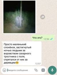 Девушка спасла слонёнка и получила благодарность