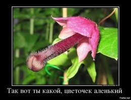 Йожика картинки. Выпуск 228