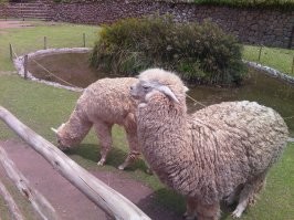 В Тибете можно что-то связать из шерсти ламы или молодой ламы. Название  "Альпака" это самоназвание изделий из шерсти молодых лам в Перу. // Был там, и мед пил, и по усам текло, и альпаку купил. Дорогая сволочь!