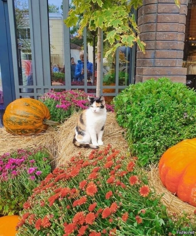 Ну, дык... Туристов заманиваем.  А закаты... Это нет просто слов какие закаты. Вот буквально вчера. А у котов есть котофейня и котовые особняки для проживания. Котов не только ваяем, но и рисуем и даже мозаики выкладываем. Ну и живых... тьма-тьмущая. И все при деле.)))) Есть коты пляжные. Есть смотритель Вечного Огня у мемориала. Есть Просто Красавица на Курортном проспекте. Есть слаженная банда вымогателей вкусняшек. Есть сторож паркового моста и аниматор в кафе у моря.