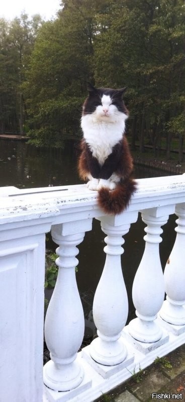 Ну, дык... Туристов заманиваем.  А закаты... Это нет просто слов какие закаты. Вот буквально вчера. А у котов есть котофейня и котовые особняки для проживания. Котов не только ваяем, но и рисуем и даже мозаики выкладываем. Ну и живых... тьма-тьмущая. И все при деле.)))) Есть коты пляжные. Есть смотритель Вечного Огня у мемориала. Есть Просто Красавица на Курортном проспекте. Есть слаженная банда вымогателей вкусняшек. Есть сторож паркового моста и аниматор в кафе у моря.