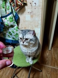 У моего кота кормушка с таймером - это я. Проснулся, никчёмный? Дай пожрать! Припёрся с работы - жрать давай. Перед компом сидишь? Что-то долго сидишь, дай хавку по-быстрому. И главное, еда у него всегда в миске имеется. Просто дай что нибудь эдакое - сыр, желток, влажный корм. Падла... Но я кота своего обожаю. Это мой самый верный корешок. Мы вечерами с ним на кухне употребляем иногда по чуть-чуть.