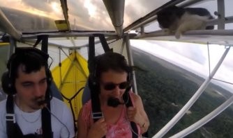 Коты, они такие...