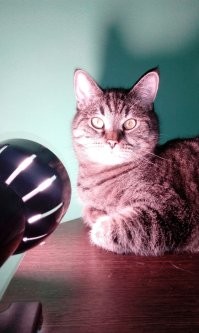 Было любимое место - причём именно когда включена лампа. Сейчас переехали, с любимым местом пока не определился.