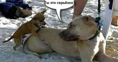 Необычная пара