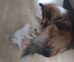 "Что за крошечный шарик?": бульдог знакомится с котёнком