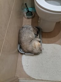 18 котиков, которые были обнаружены в самых неожиданных местах