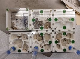 Мои жнецы. одну камеру почему то игнорируют. в одной устроили склад. в другой помойку. а три заняли под жилые комнаты.