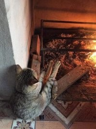 Базилио вполне мог лапки погреть  у огня...