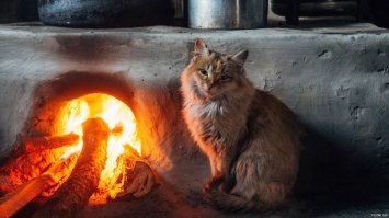 Базилио вполне мог лапки погреть  у огня...