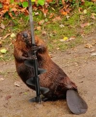 Ну не знаю...

Мне и бобра хватает.