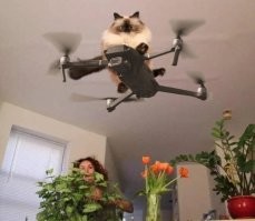 Намешалось