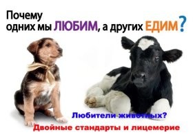 Люди увидели пса, брошенного на лежанке с кормом и игрушками