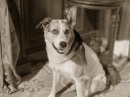 Вот свезло так свезло