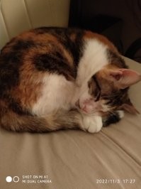 Не согласен с тобой... У меня кошка 13 лет... И живу не в уса, а в глубокой Молдавии и зарплаты здесь далеко не такие, не дай Бог конечно моя кошка хоть даже лапку бы сломала... 1500 уе как нибудь наскреб...