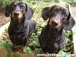 Очень необычное ДТП: водитель «Мазды» самостоятельно запрыгнул на эвакуатор